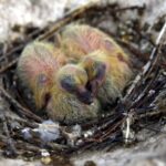 29.02.2016 Ostrów. Ptasi Azyl. Pisklęta gołębia. / Jarosław Kubalski / Radio Kielce