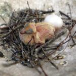 29.02.2016 Ostrów. Ptasi Azyl. Pisklę gołębia. / Jarosław Kubalski / Radio Kielce