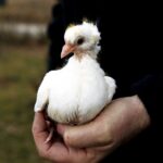 29.02.2016 Ostrów. Ptasi Azyl. Pisklę gołębia. / Jarosław Kubalski / Radio Kielce