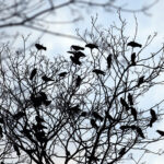 28.03.2016 Kielce. Gawrony w parku. / Jarosław Kubalski / Radio Kielce