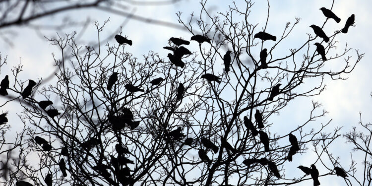 Busko walczy z gawronami - Radio Kielce 28.03.2016 Kielce. Gawrony w parku. / Jarosław Kubalski / Radio Kielce