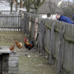 28.03.2016 Tokarnia. Muzeum Wsi Kieleckiej. Turyści spacerują po skansenie w Poniedziałek Wielkanocny / Jarosław Kubalski / Radio Kielce