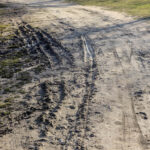 16.3.2016 Kielce. Rozjeżdżony trawnik przy Skateparku na Kadzielni. / Wojciech Habdas / Radio Kielce