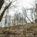 22.3.2016 Św. Krzyż. Na drzewach w Świętokrzyskiego Parku Narodowego pojawiły się oznaczenia Szlaku Św. Jakuba. To metalowe tabliczki, przybijane gwoździami do drzew. / Wojciech Habdas / Radio Kielce