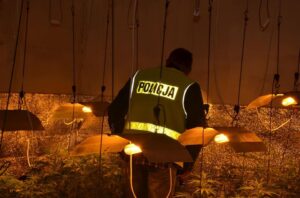 18.04.2016. Ogromna plantacja marihuany w Sandomierzu / Świętokrzyska Policja