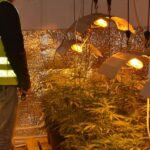 18.04.2016. Ogromna plantacja marihuany w Sandomierzu / Świętokrzyska Policja