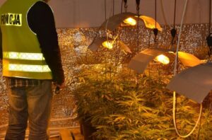 18.04.2016. Ogromna plantacja marihuany w Sandomierzu / Świętokrzyska Policja