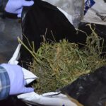 18.04.2016. Ogromna plantacja marihuany w Sandomierzu / Świętokrzyska Policja