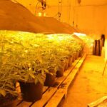 18.04.2016. Ogromna plantacja marihuany w Sandomierzu / Świętokrzyska Policja