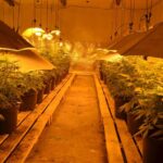 18.04.2016. Ogromna plantacja marihuany w Sandomierzu / Świętokrzyska Policja