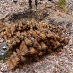 07.04.2016. Niewybuchy znalezione w lesie koło kopalni Józefka w Górnie / fot. Nadleśnictwo Daleszyce
