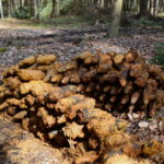 07.04.2016. Niewybuchy znalezione w lesie koło kopalni Józefka w Górnie / fot. Nadleśnictwo Daleszyce