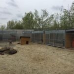 Schronisko w Sandomierzu / Grażyna Szlęzak-Wójcik / Radio Kielce