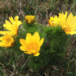 Miłki na pagórkach w okolicach Kielc (7 kwietnia 2016 r.) / Stanisław Krześniak / Radio Kielce