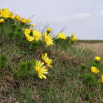 Miłki na pagórkach w okolicach Kielc (7 kwietnia 2016 r.) / Stanisław Krześniak / Radio Kielce