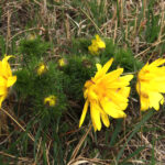 Miłki na pagórkach w okolicach Kielc (7 kwietnia 2016 r.) / Stanisław Krześniak / Radio Kielce