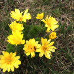 Miłki na pagórkach w okolicach Kielc (7 kwietnia 2016 r.) / Stanisław Krześniak / Radio Kielce