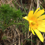 Miłki na pagórkach w okolicach Kielc (7 kwietnia 2016 r.) / Stanisław Krześniak / Radio Kielce