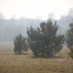 3.4.3016 Lipowica. Po drugiej stronie Bobrzy płoną trawy. / Wojciech Habdas / Radio Kielce