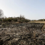 3.4.3016 Lurowizna. Łąki w okolicy Bobrzy po pożarze. / Wojciech Habdas / Radio Kielce