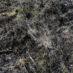 3.4.3016 Lurowizna. Łąki w okolicy Bobrzy po pożarze. / Wojciech Habdas / Radio Kielce