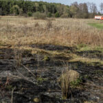 3.4.3016 Lurowizna. Łąki w okolicy Bobrzy po pożarze. / Wojciech Habdas / Radio Kielce