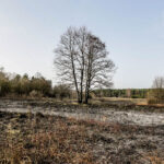 3.4.3016 Lurowizna. Łąki w okolicy Bobrzy po pożarze. / Wojciech Habdas / Radio Kielce