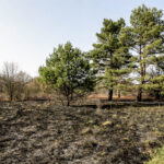 3.4.3016 Lurowizna. Łąki w okolicy Bobrzy po pożarze. / Wojciech Habdas / Radio Kielce