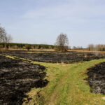 3.4.3016 Lurowizna. Łąki w okolicy Bobrzy po pożarze. / Wojciech Habdas / Radio Kielce