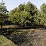 3.4.3016 Lurowizna. Łąki w okolicy Bobrzy po pożarze. / Wojciech Habdas / Radio Kielce