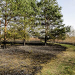 3.4.3016 Lurowizna. Łąki w okolicy Bobrzy po pożarze. / Wojciech Habdas / Radio Kielce