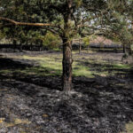 3.4.3016 Lurowizna. Łąki w okolicy Bobrzy po pożarze. / Wojciech Habdas / Radio Kielce