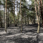 3.4.3016 Lurowizna. Łąki w okolicy Bobrzy po pożarze. / Wojciech Habdas / Radio Kielce