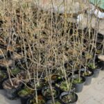 Nowe drzewa w Skarżysku