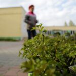 26.04.2016. Nasadzenia na osiedlu Na Stoku w Kielcach / Wojciech Habdas / Radio Kielce