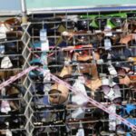 Siódme Budzenie Sienkiewki (27 maja 2016 r) / Wojciech Habdas / Radio Kielce