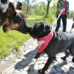 07.05.2016 Rajd "Psim tropem po Kielcach" / Jarosław Kubalski / Radio Kielce