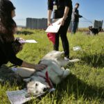 07.05.2016 Rajd "Psim tropem po Kielcach" / Jarosław Kubalski / Radio Kielce