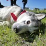 07.05.2016 Rajd "Psim tropem po Kielcach" / Jarosław Kubalski / Radio Kielce