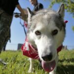 07.05.2016 Rajd "Psim tropem po Kielcach" / Jarosław Kubalski / Radio Kielce