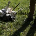 07.05.2016 Rajd "Psim tropem po Kielcach" / Jarosław Kubalski / Radio Kielce