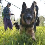 07.05.2016 Rajd "Psim tropem po Kielcach" / Jarosław Kubalski / Radio Kielce