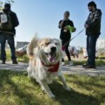 07.05.2016 Rajd "Psim tropem po Kielcach" / Jarosław Kubalski / Radio Kielce