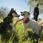 07.05.2016 Rajd "Psim tropem po Kielcach" / Jarosław Kubalski / Radio Kielce