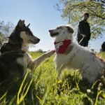 07.05.2016 Rajd "Psim tropem po Kielcach" / Jarosław Kubalski / Radio Kielce