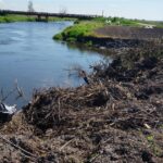 10.05.2016 Zanieczyszczona rzeka Nida w powiecie pińczowskim / Paweł Klepka / Radio Kielce