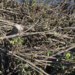 10.05.2016 Zanieczyszczona rzeka Nida w powiecie pińczowskim / Paweł Klepka / Radio Kielce