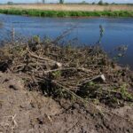 10.05.2016 Zanieczyszczona rzeka Nida w powiecie pińczowskim / Paweł Klepka / Radio Kielce