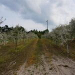 01.05.2016 Święto Wiśni Nadwiślanki w gminie Ożarów / Teresa Czajkowska / Radio Kielce