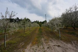 01.05.2016 Święto Wiśni Nadwiślanki w gminie Ożarów / Teresa Czajkowska / Radio Kielce